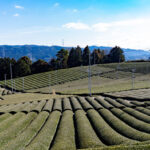 和束町の茶畑画像