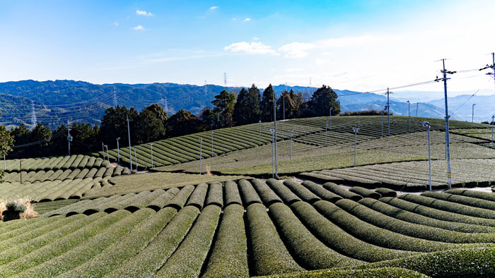 和束町の茶畑画像