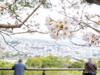 桜と景色の画像
