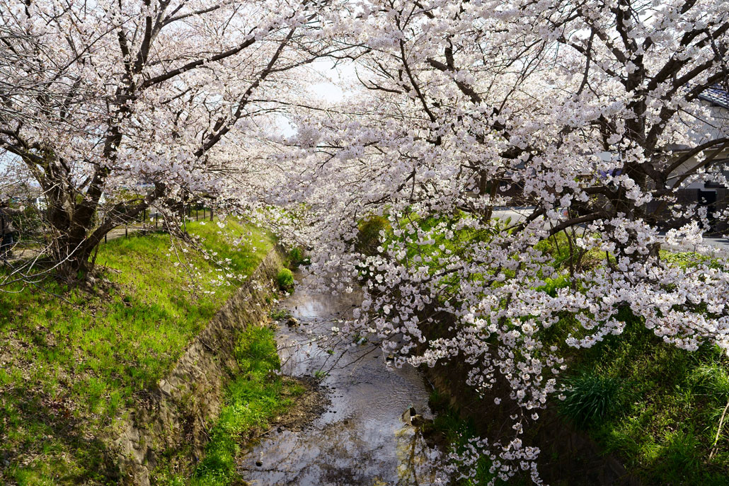京田辺市の桜の画像