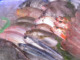鮮魚の画像