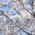 桜の画像
