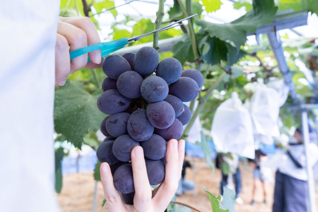 「みどり農園」ぶどう狩りを楽しむ画像