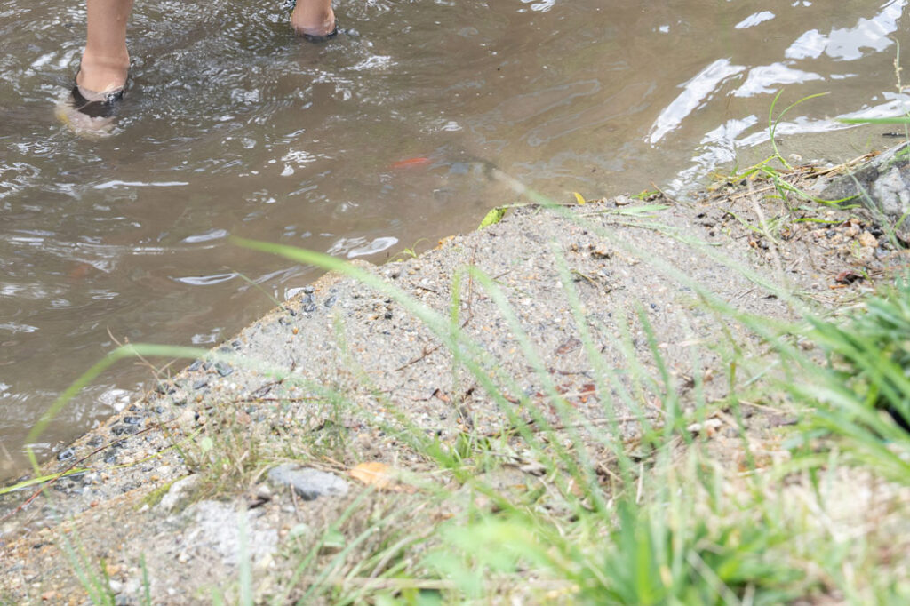 「みどり農園」金魚の摑み取りを楽しむ画像