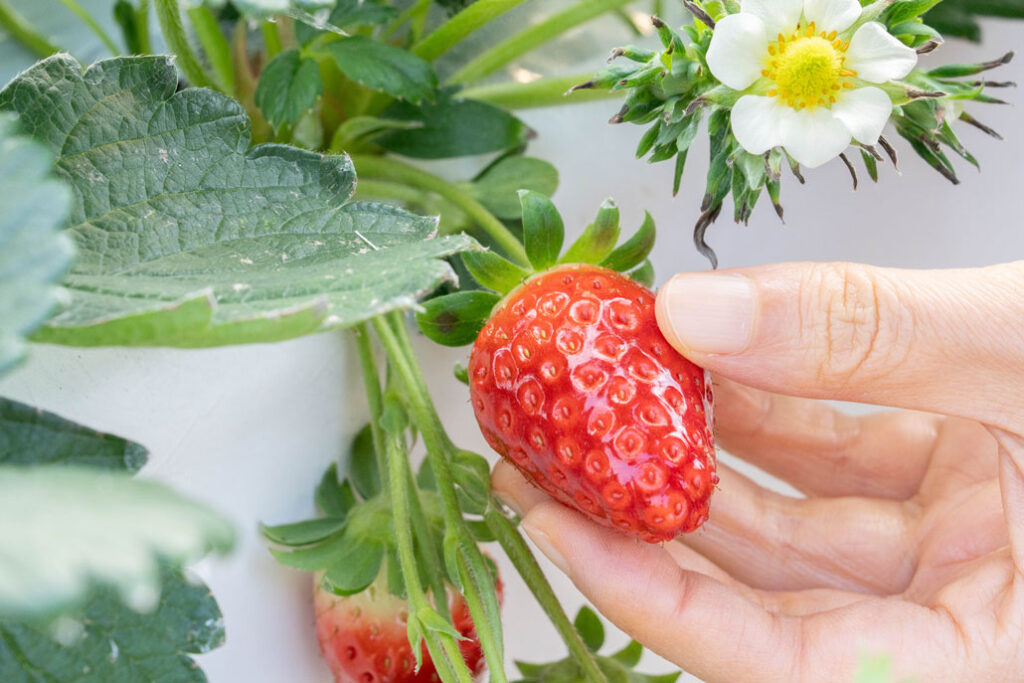 華やぎ観光農園でいちごを見つけた画像