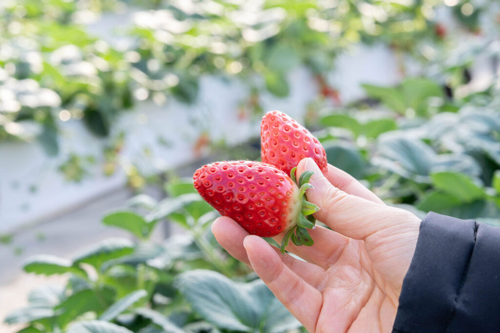 華やぎ観光農園でいちごを摘んだ画像