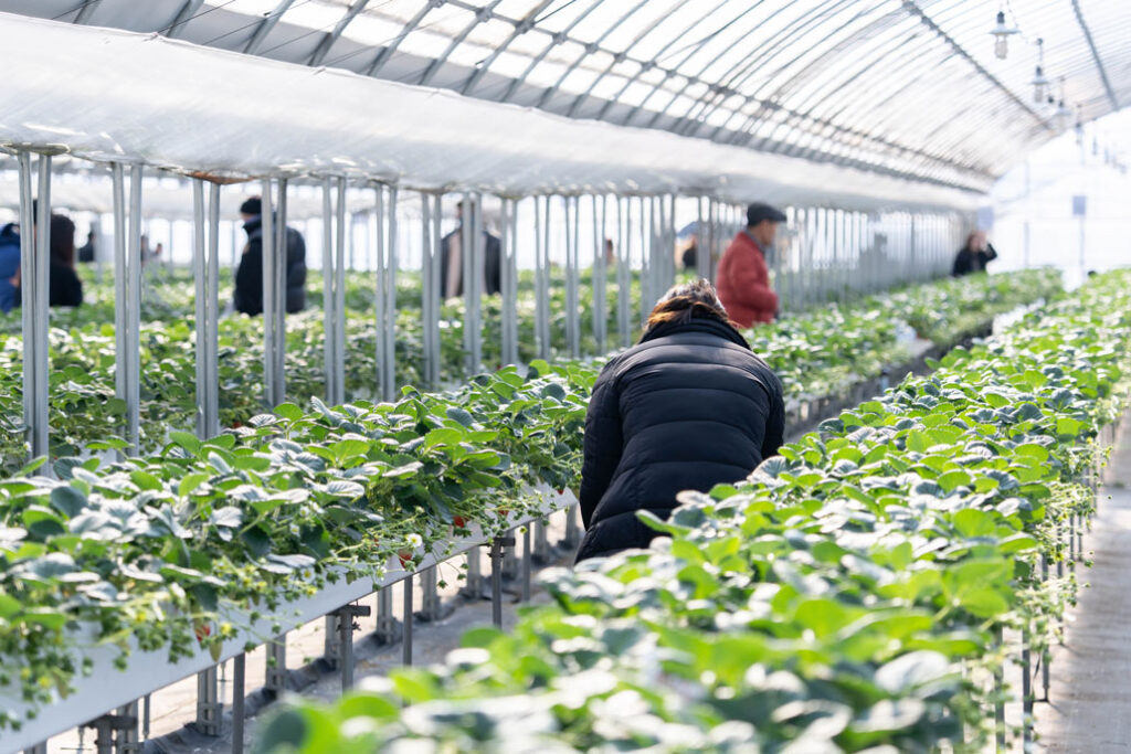 華やぎ観光農園のいちご狩りの画像