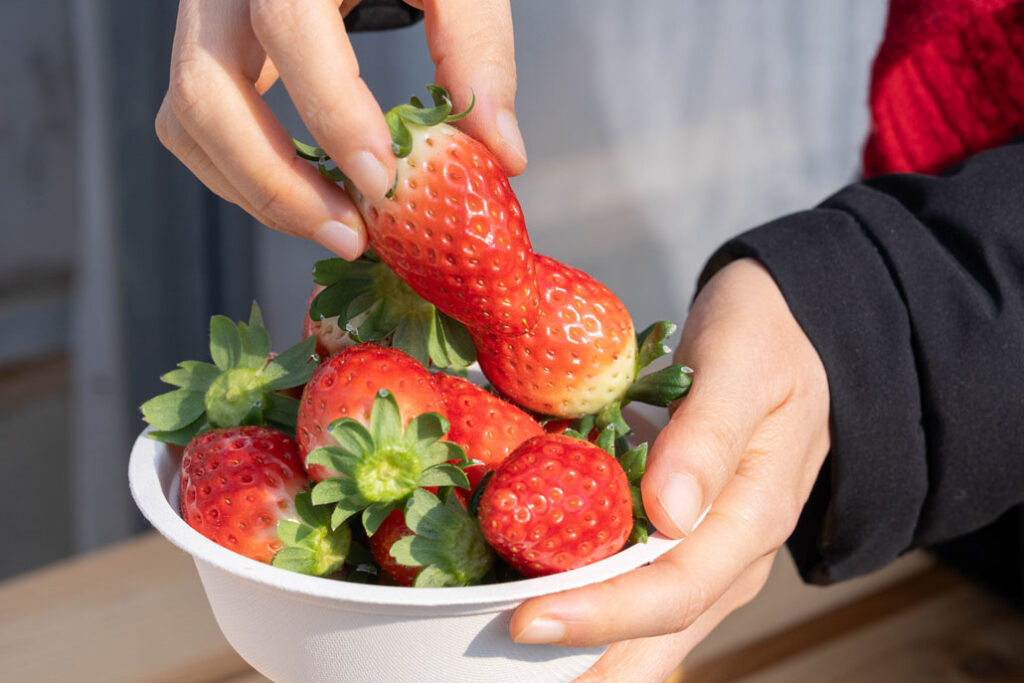 華やぎ観光農園でいちごを食べる画像