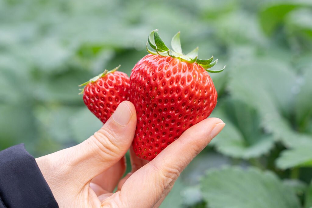 「いちご狩り農園 上杉農園」紅ほっぺの画像