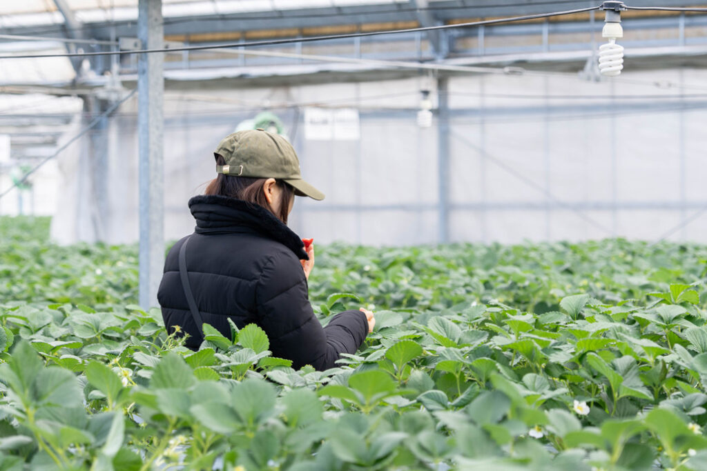 「いちご狩り農園 上杉農園」食べ比べの画像