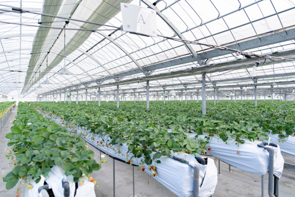 「いちご狩り農園 上杉農園」広いハウスの画像