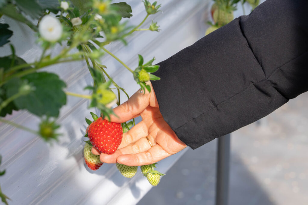 「いちご狩り農園 上杉農園」スターナイトの画像