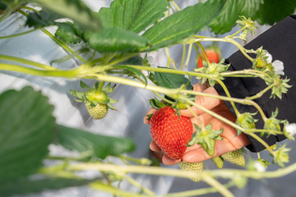 「いちご狩り農園 上杉農園」章姫の画像