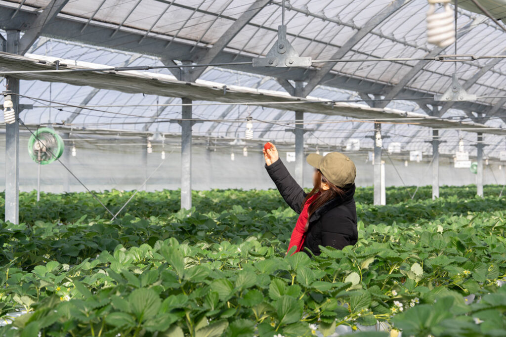 「いちご狩り農園 上杉農園」よつぼしの画像