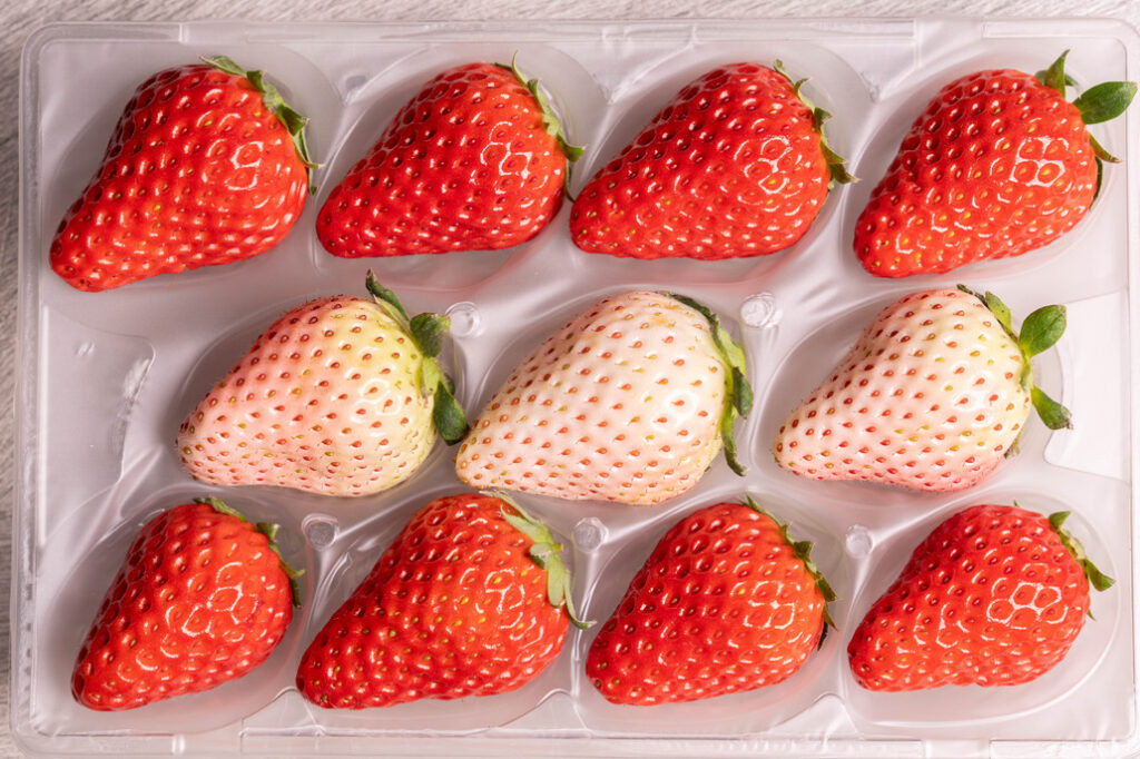 「いちご狩り農園 上杉農園」美味しい紅白いちごの画像