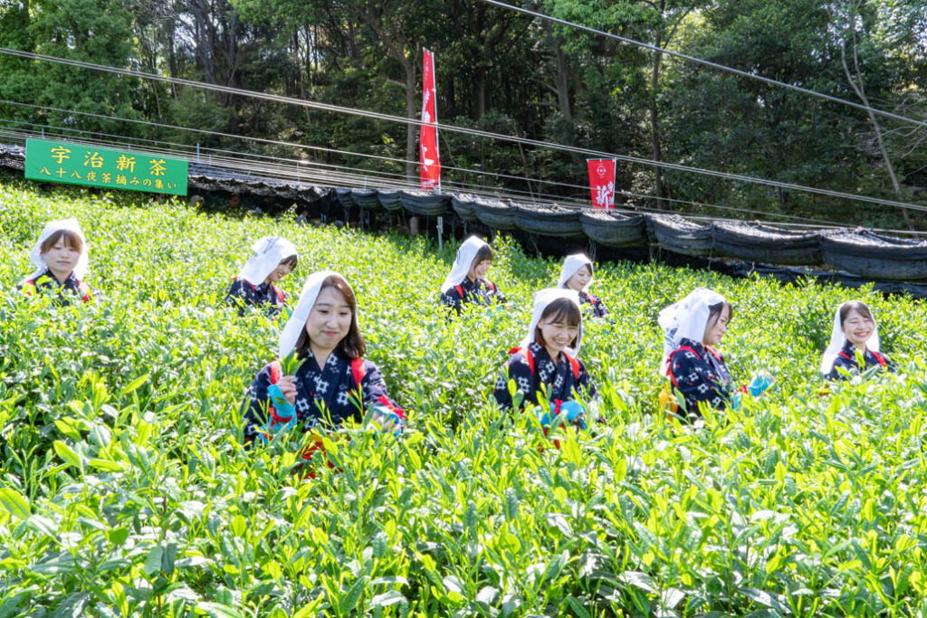 「宇治新茶 八十八夜茶摘みの集い」新茶摘みをする女性の画像