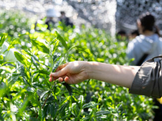 「宇治新茶 八十八夜茶摘みの集い」の画像