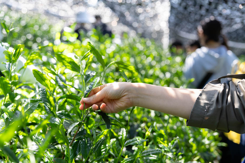 「宇治新茶 八十八夜茶摘みの集い」の画像
