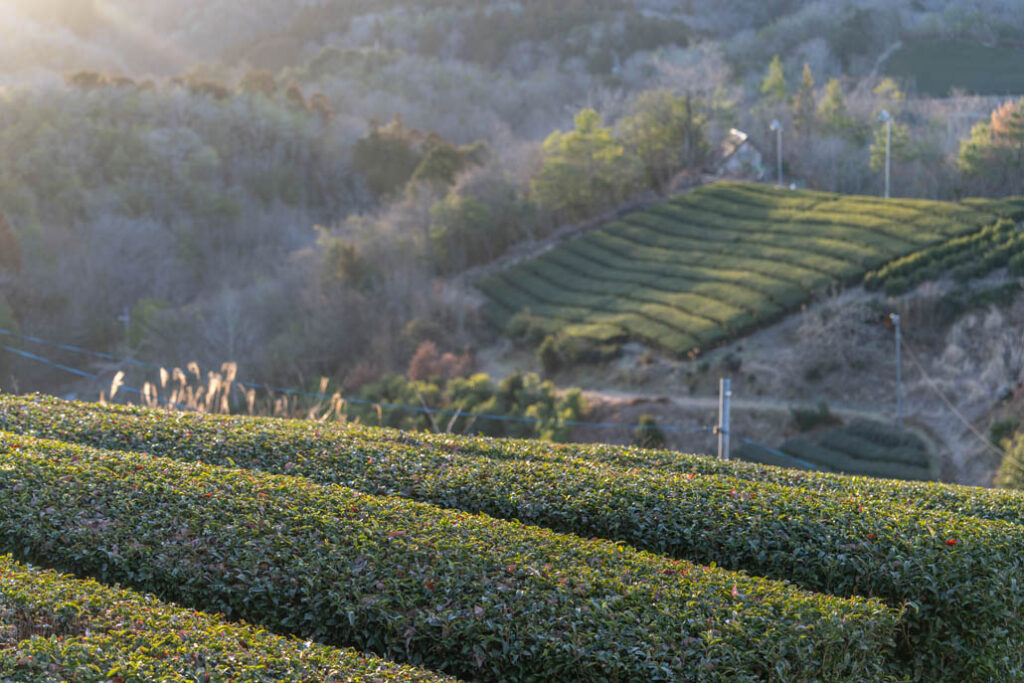 「南山城村の隠れ家」朝の茶畑の画像